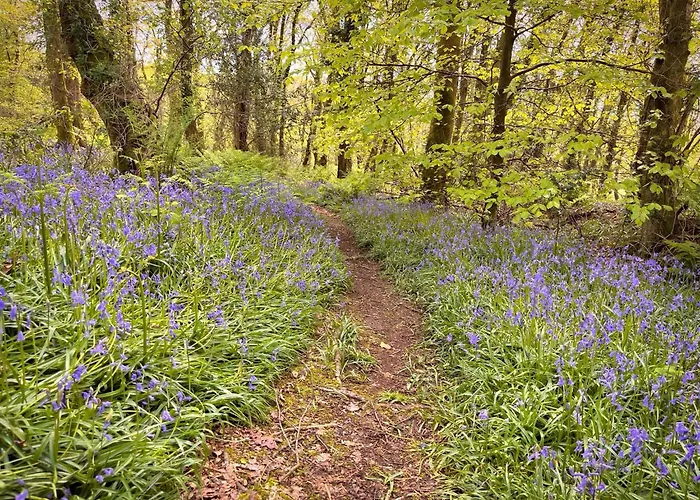Shrew Lodge-Woodland Lodges-Hot Tub-Pembrokeshire-Tenby