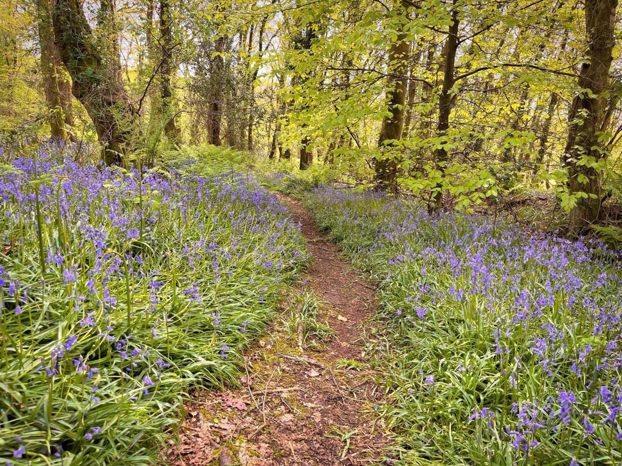 Chalet Shrew Lodge-woodland Lodges-hot Tub-pembrokeshire-tenby